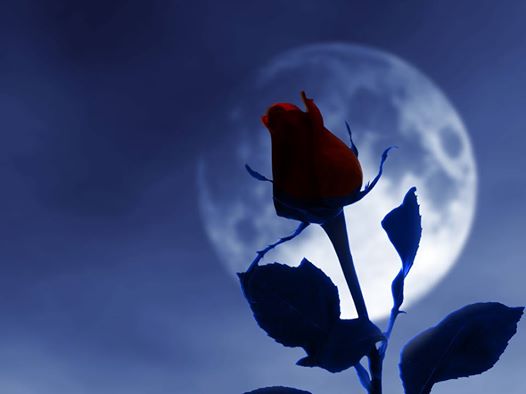 The Saddest Rose...