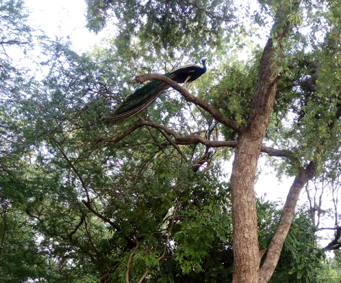 Bird 1 - Mayur -The Peacock