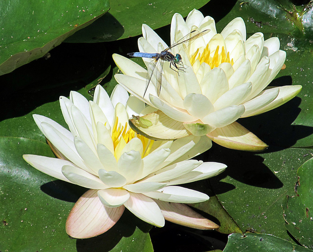 Dragonflies Over My Pond