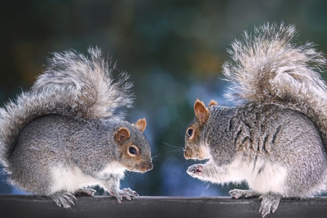 Limerick: At The Taxidermist