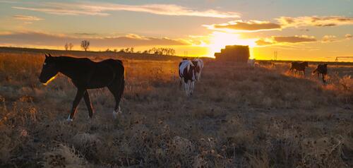 Prairie At Sunset
