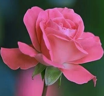 Haiku 12 - Unique Soul