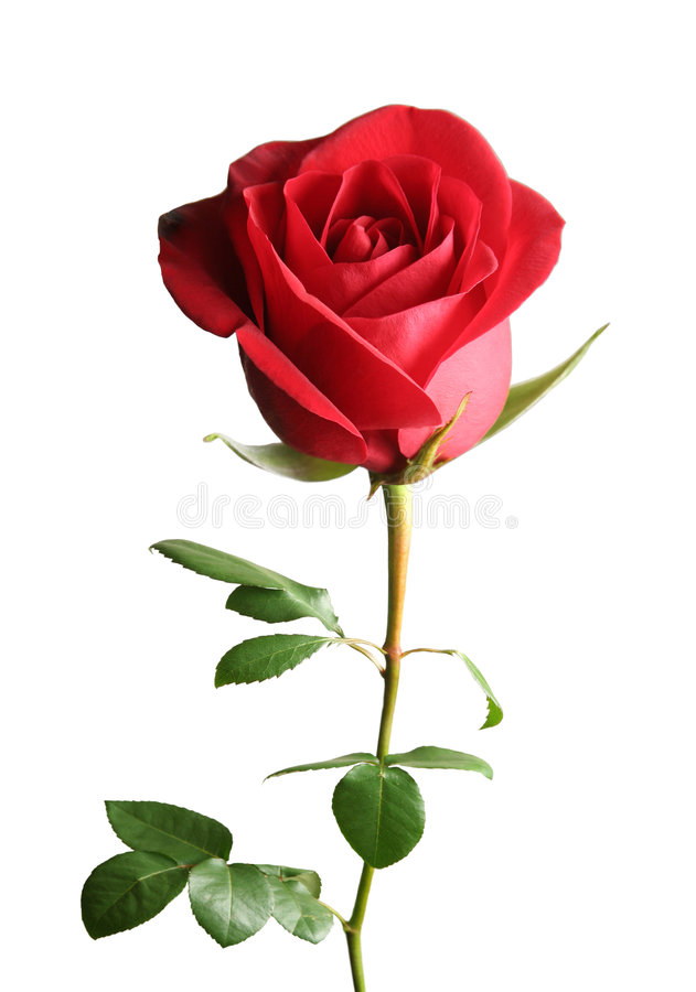 Haiku… The Rose