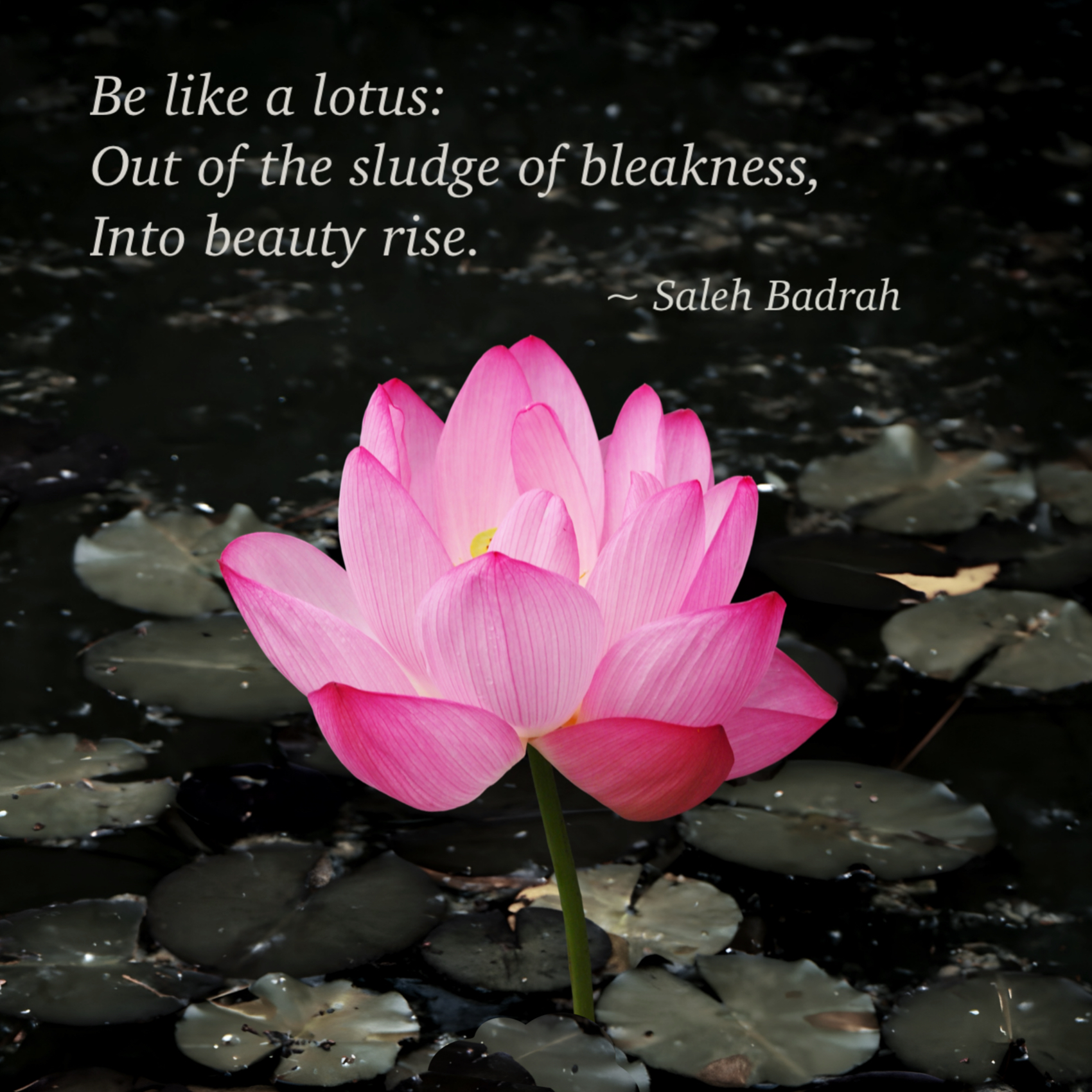 Be Like A Lotus