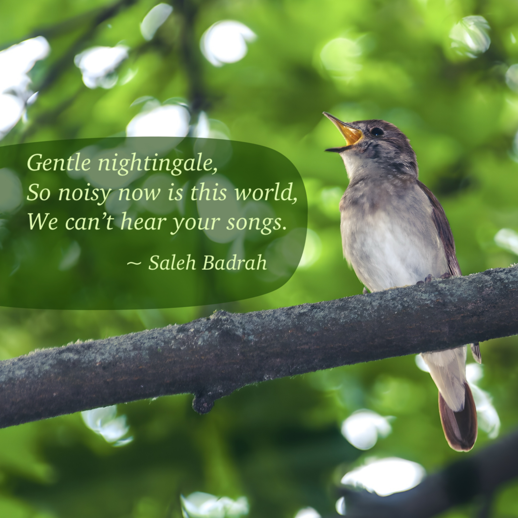 Gentle Nightingale