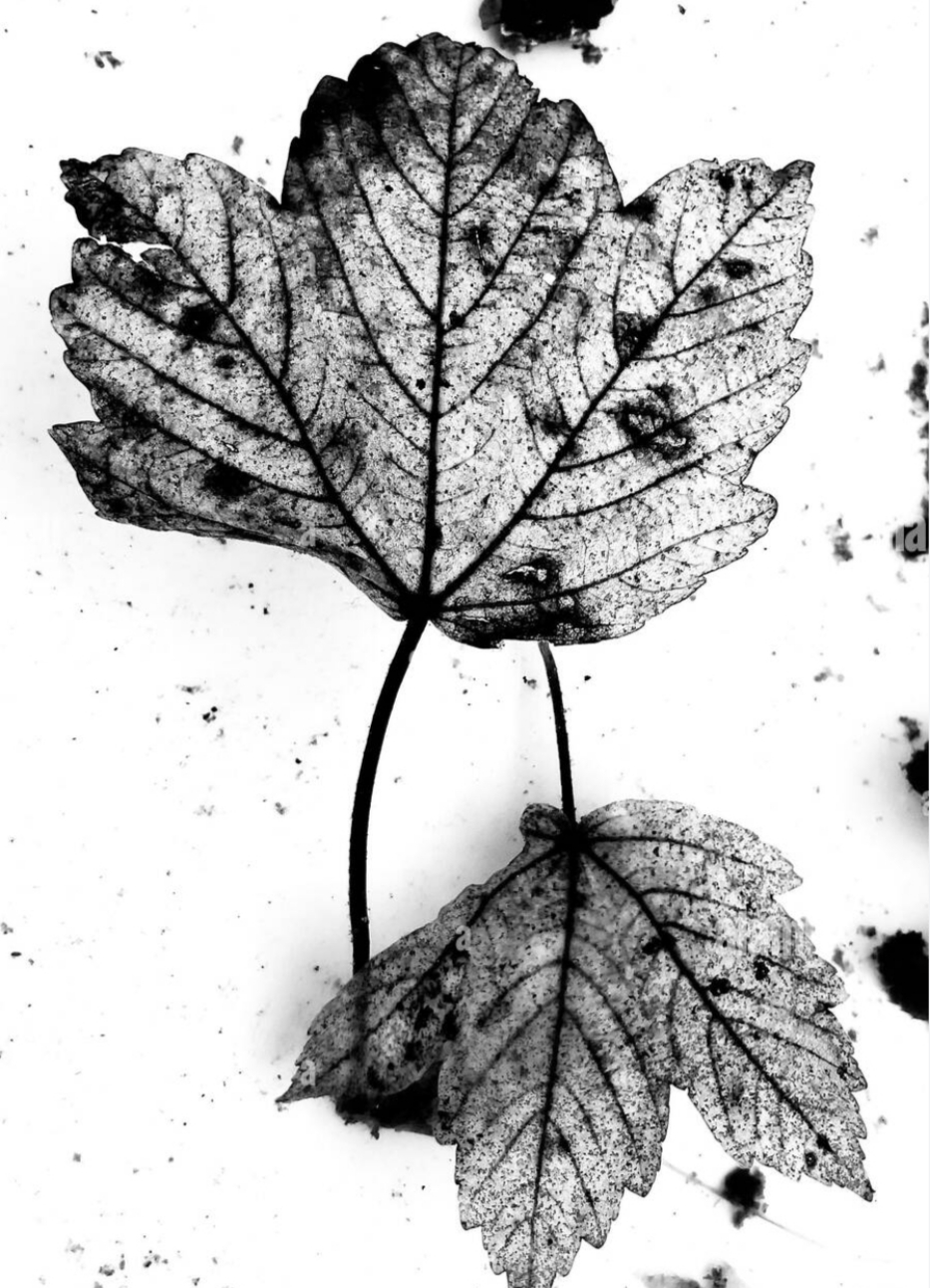 A Dead Leaf