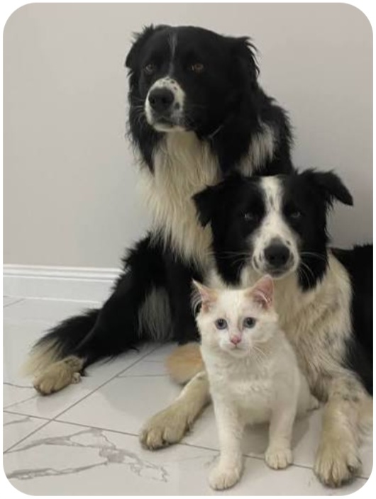 Two Dogs And A Cat