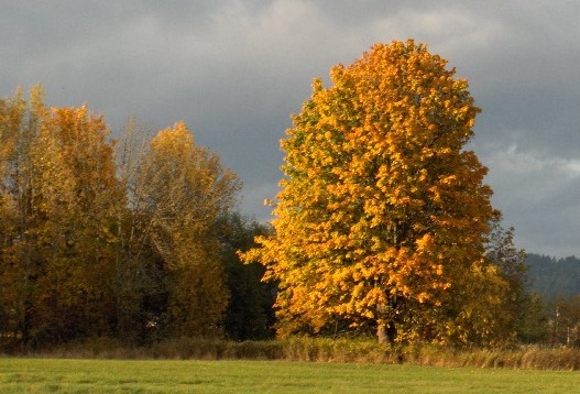Golden Fall Maples