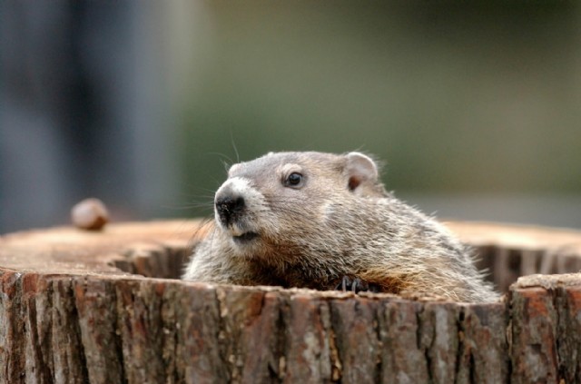 Groundhog (Woodchuck)  Rhymadoodle