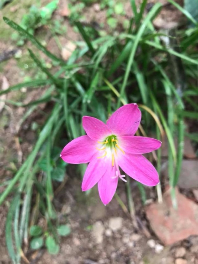 On Seeing A Wayside Solitary Flower