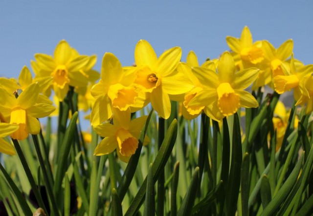 Daffodil Pretty