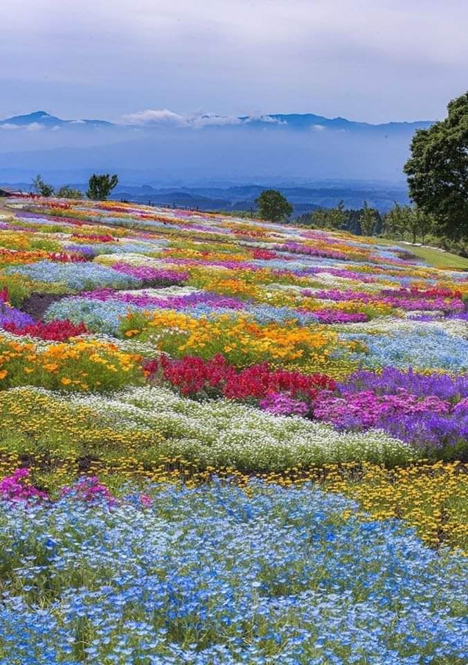 I Am The Substance Of Light
