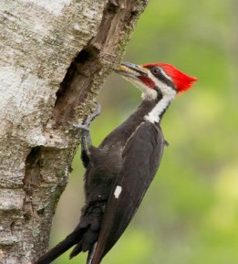 Haiku ~ Woodpecker.