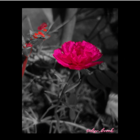 The Light Still Shines