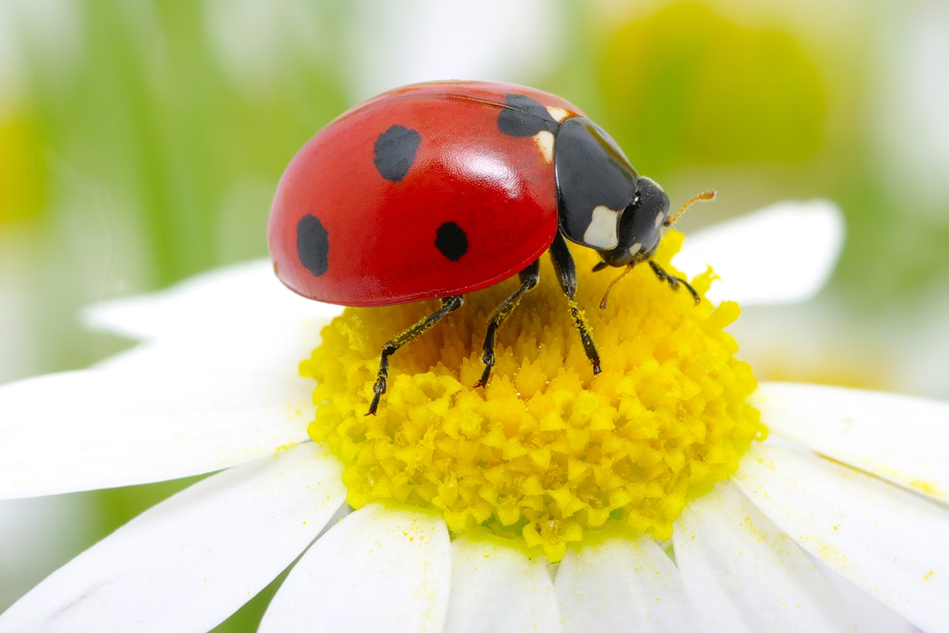 Where Ladybirds Roamed