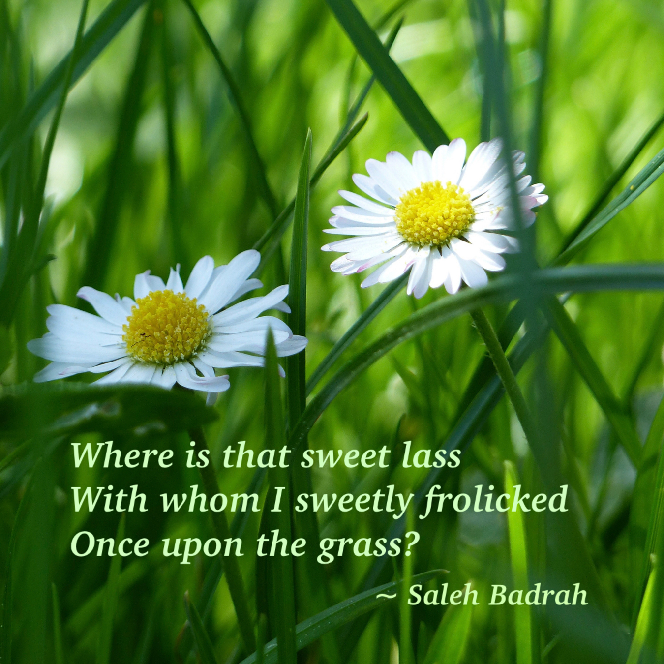 Once Upon The Grass