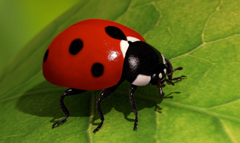 Interesting Insects 1 - The Black Spotted Red May Beetle