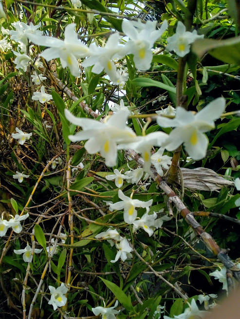 Orchid Blooms In My Garden