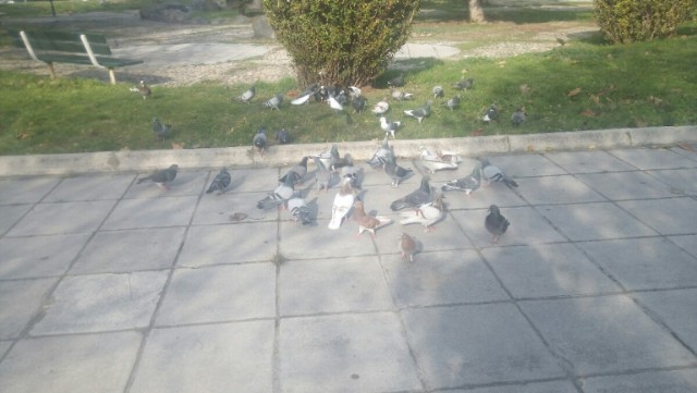 ‘ποιος Έρως; '