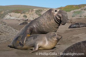 French For 'seal' Is 'phoque'