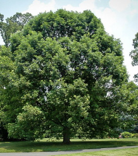 The White Oak Tree   Entangled Roots #5