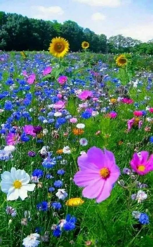 Nature And Art Are Real And Illusion!