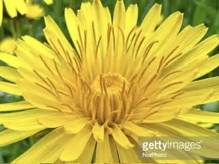 Just A Dandelion
