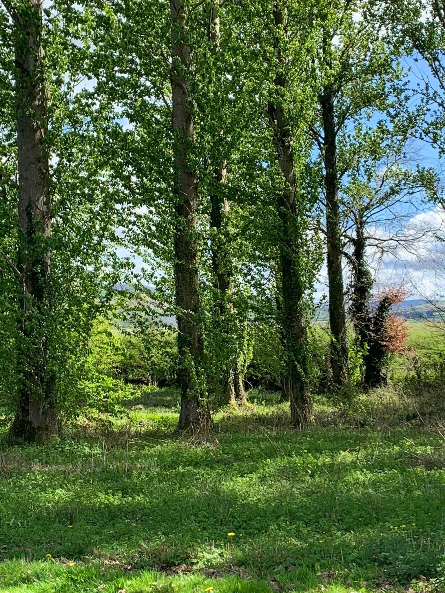 Natures Scene