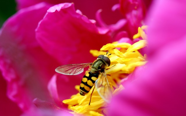 Bee Is Asleep In The Flower Cradle