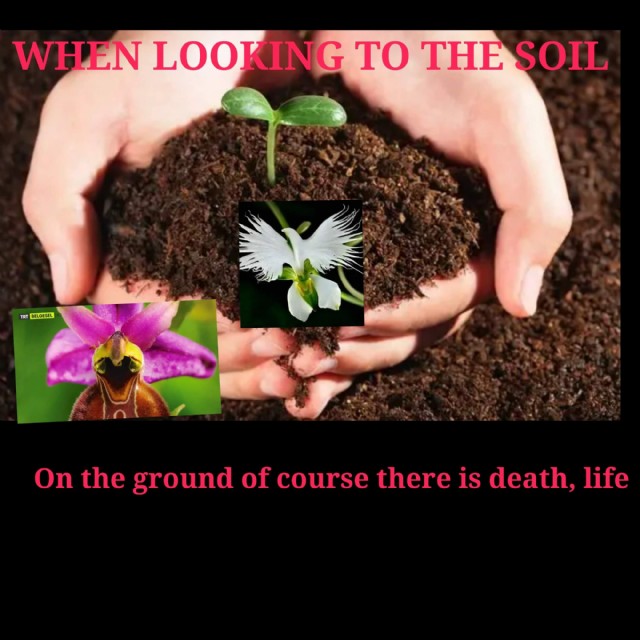 When The Looking To The Soil