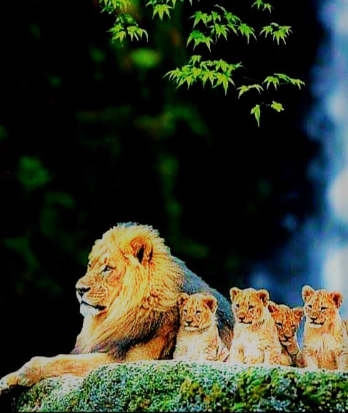 Animal 5 -
the Lion King & His Family