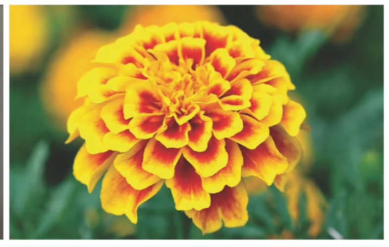 Marigold, The Flower Of Death