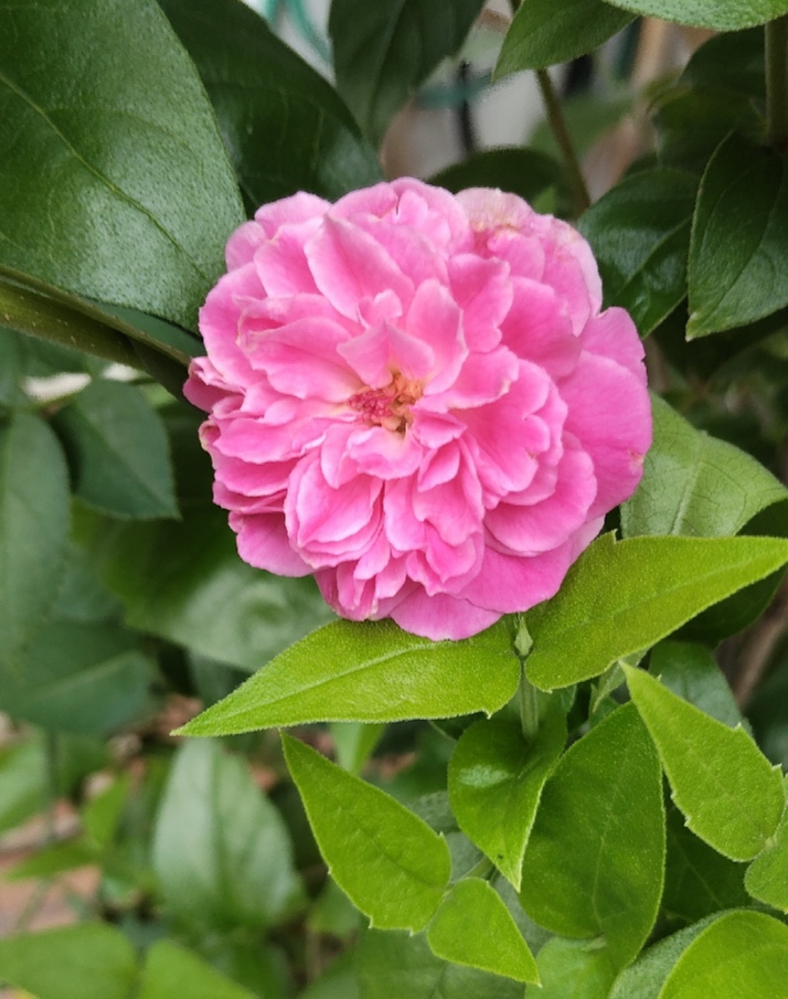 Still She Bloomed.