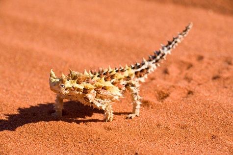 Anacreontic Verse For The Sahara Desert And Its Animal