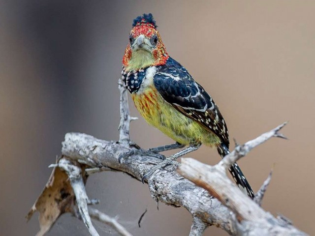 Square Poems 09: Barbet Acrostic
