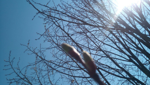 [οσμίζομαι Ανάσταση]