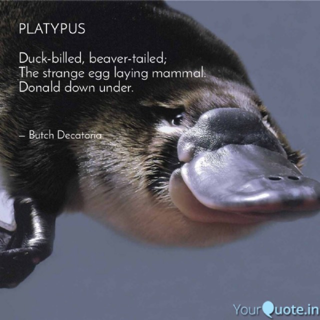 Platypus (Senryu)