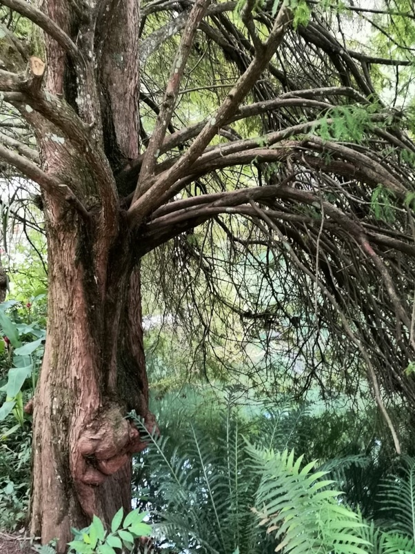 Nanã Buruku's Wetland Cypress (Inhotim)