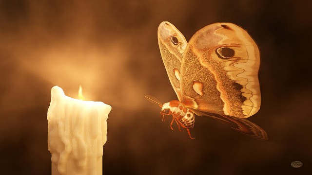 Moth Deceived By Flame