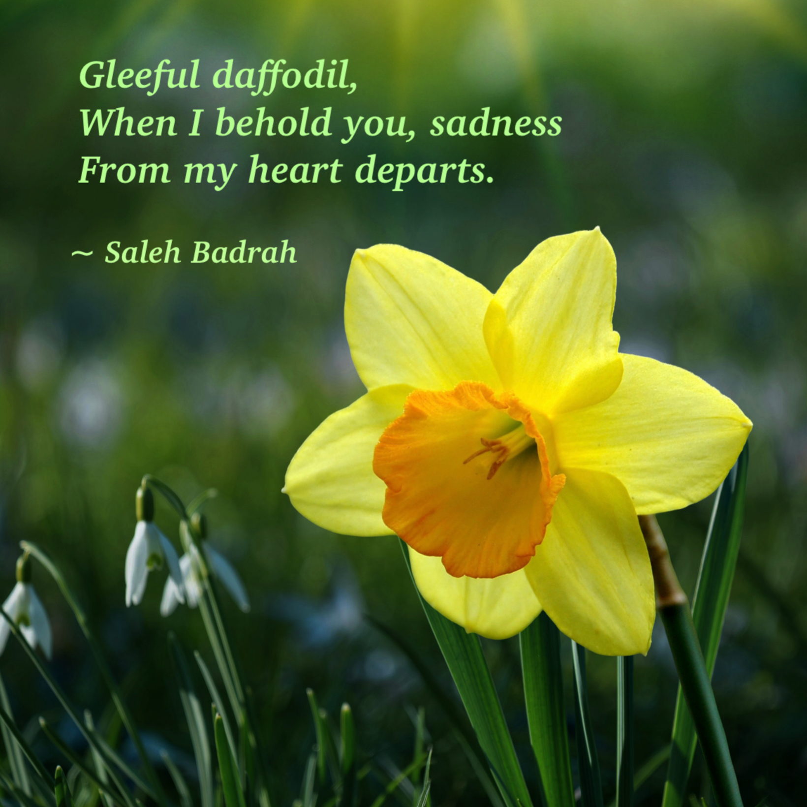 Gleeful Daffodil