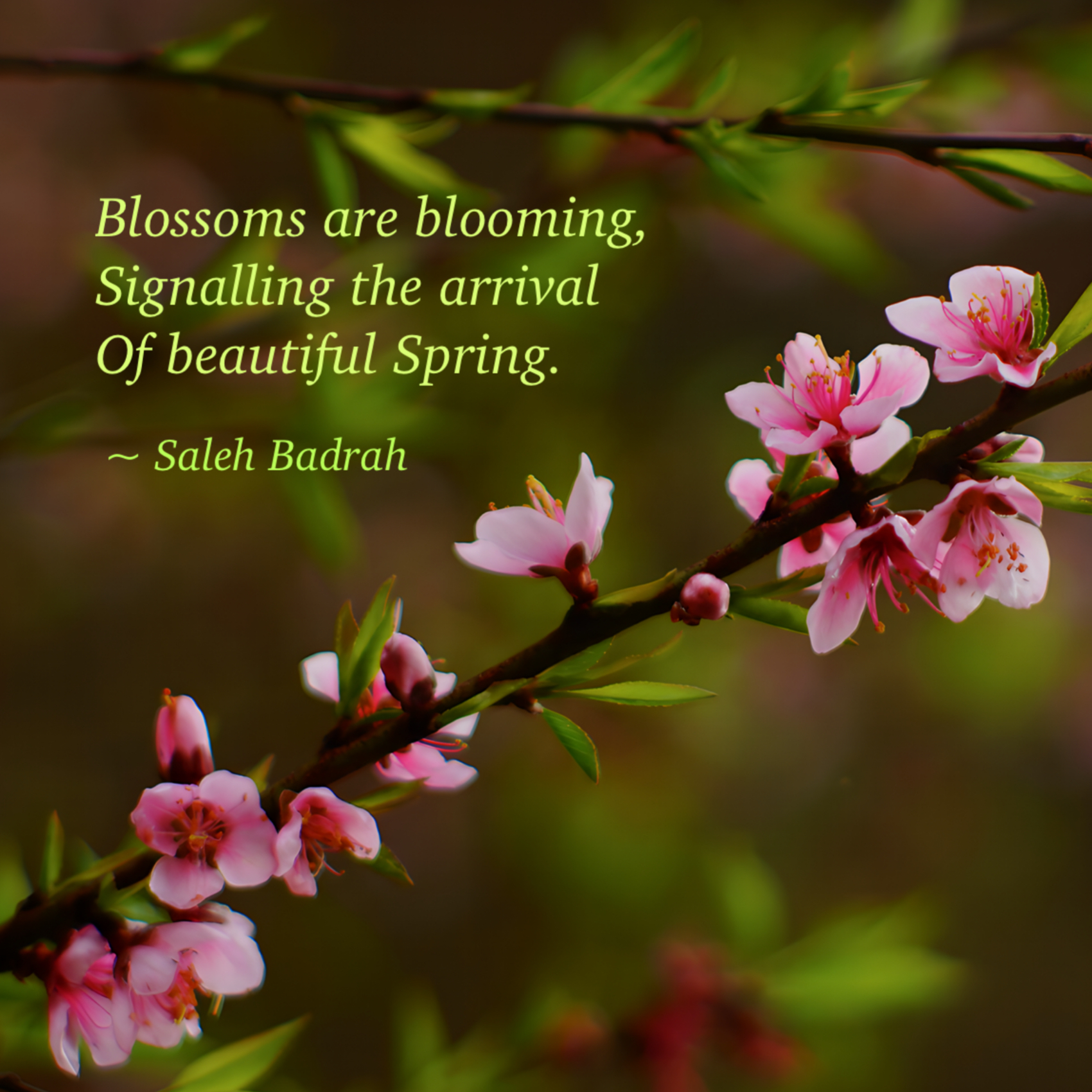 Blossoms Are Blooming