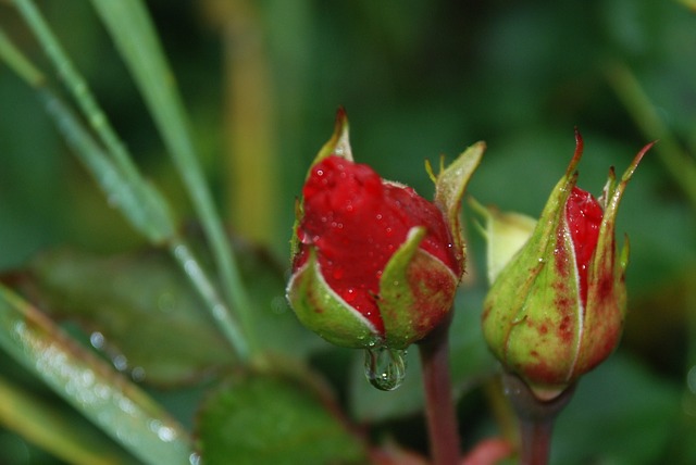Flower Bud On The Same Tree