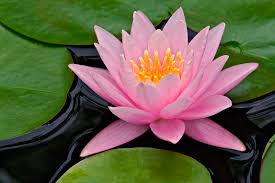 Lotus Flower's Peace