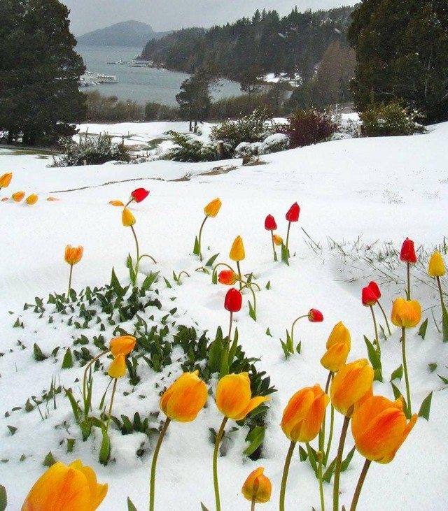 Tulips In The Snow ~ Lale U Snijegu