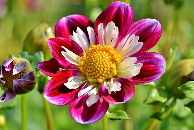 Season Of Bloom