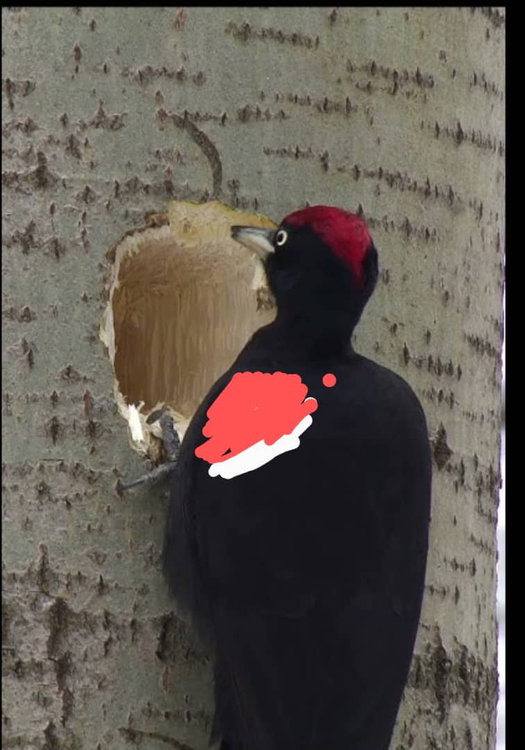 The Pecker And The Ark