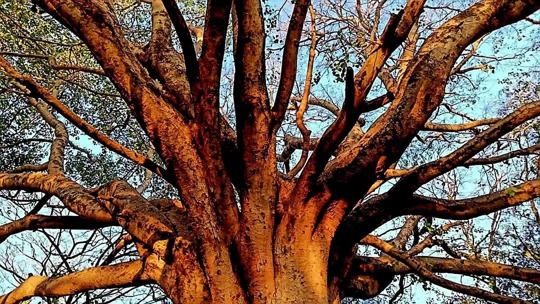 'Trees Invisible Dream's'