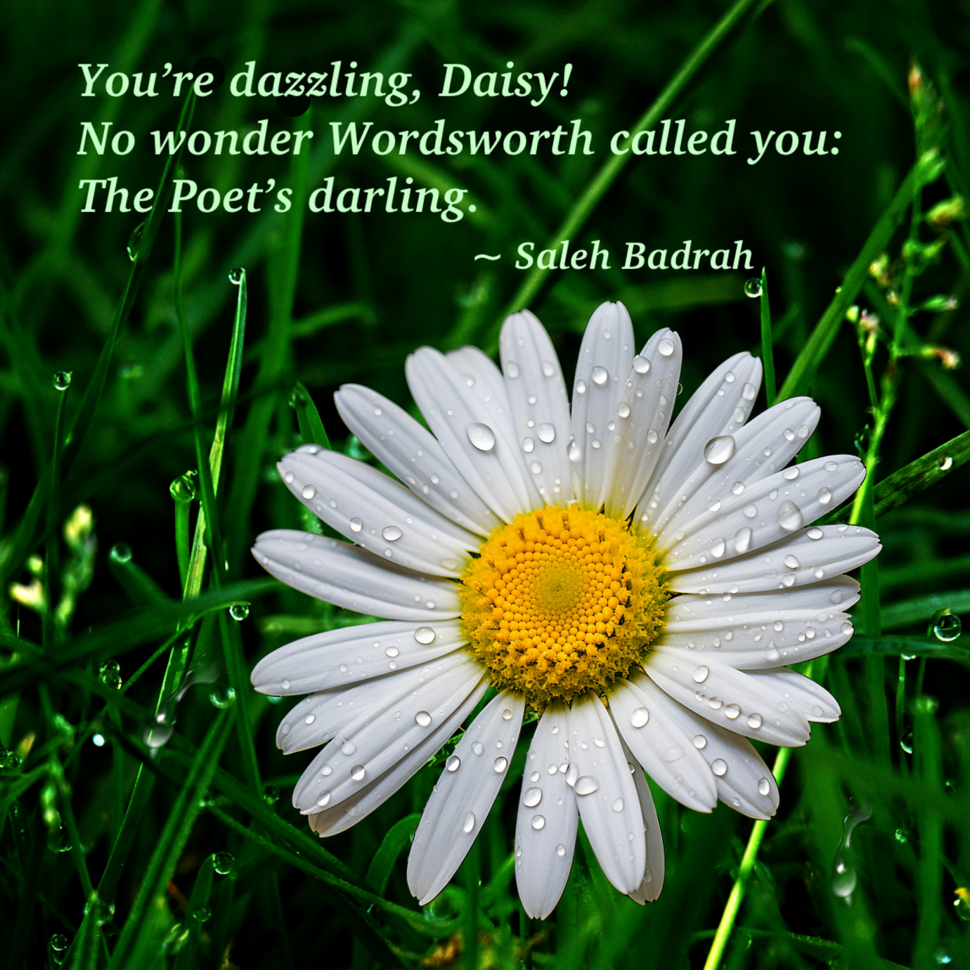 The Poet's Darling