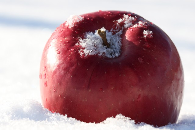 Apple In The Snow