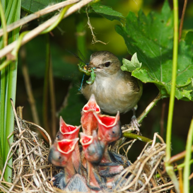Mama Bird Builds Nest